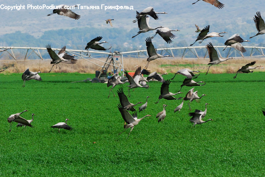 Bird, Crane Bird, Heron, Stork, Goose, Waterfowl, Pelican