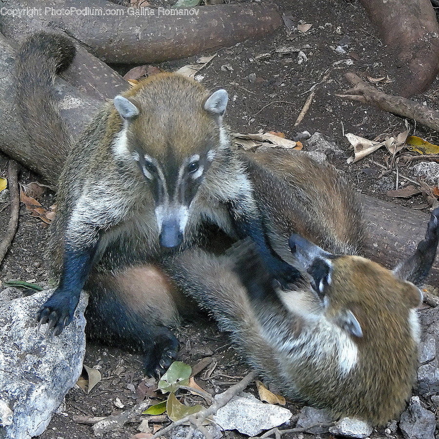 Animal, Mammal, Wildlife, Coyote, Wolf