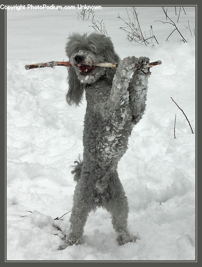 Animal, Canine, Dog, Mammal, Pet, Poodle, Terrier