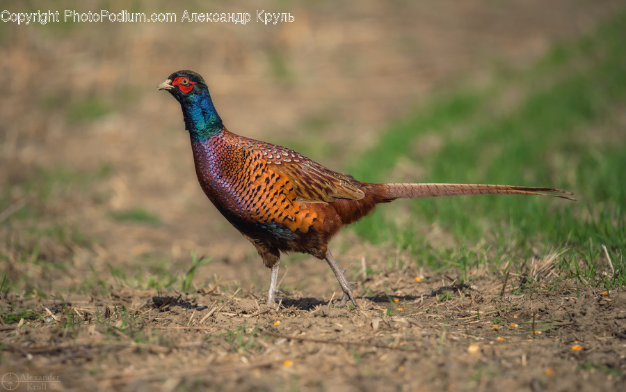 Animal, Bird, Pheasant, Ground