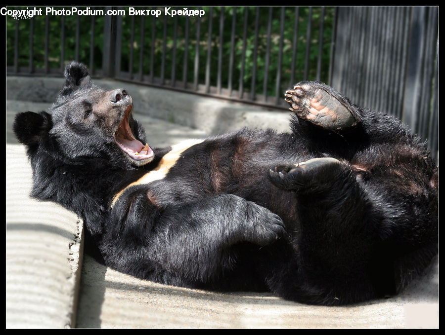 Animal, Bear, Mammal, Buffalo, Bull