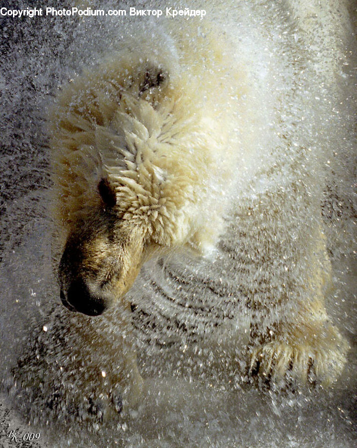 Animal, Bear, Brown Bear, Mammal
