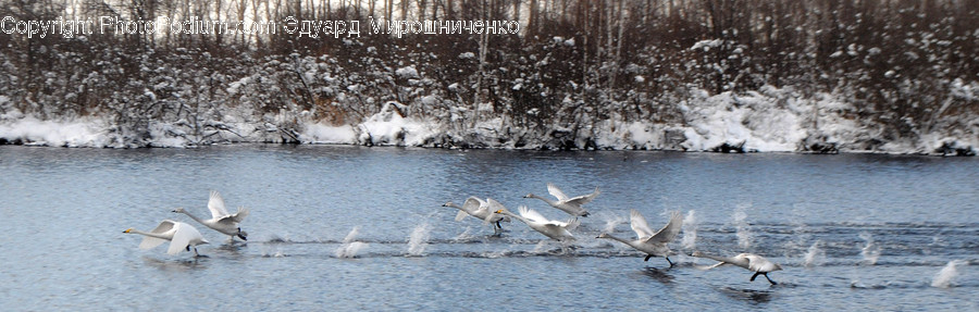 Bird, Animal, Waterfowl, Egret, Ardeidae