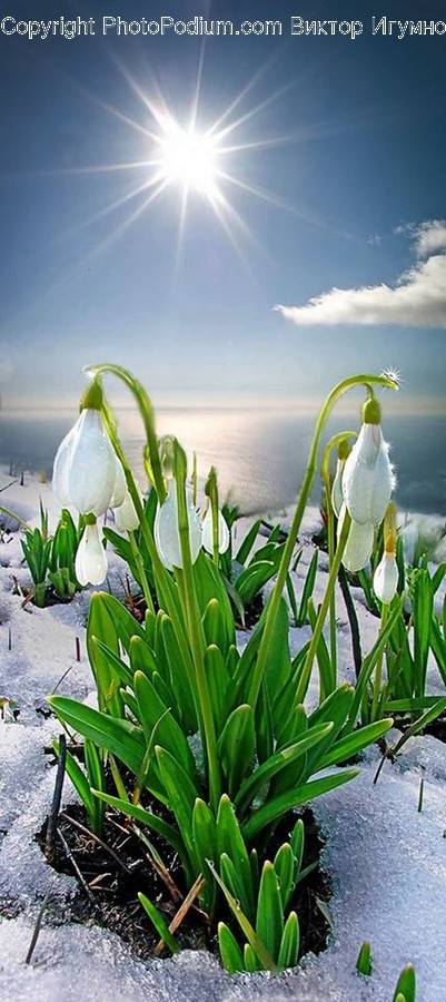 Plant, Flower, Amaryllidaceae, Blossom, Petal
