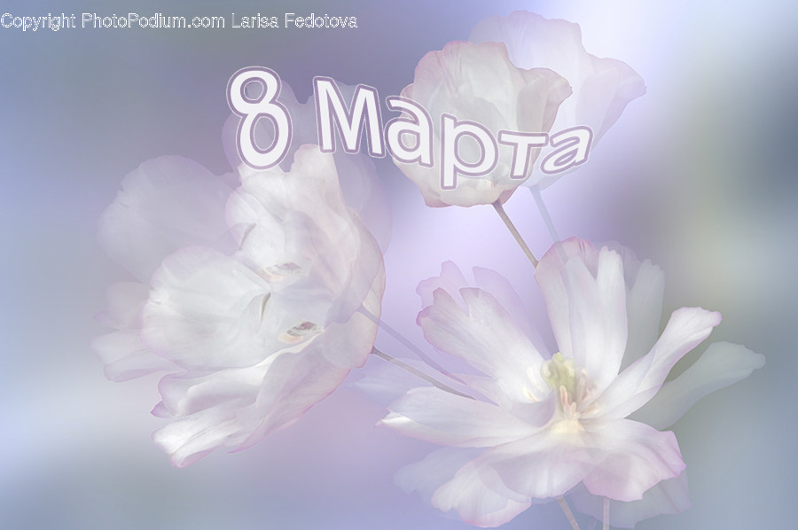 Plant, Flower, Blossom, Geranium, Petal