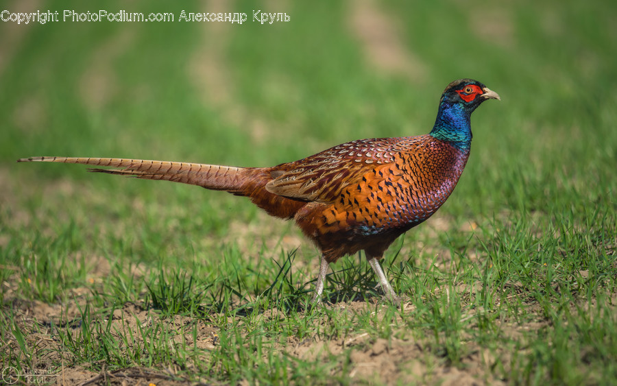 Animal, Bird, Pheasant