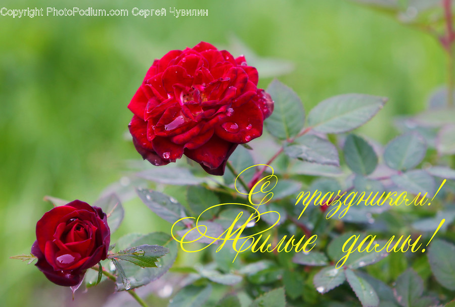 Plant, Rose, Blossom, Flower, Geranium