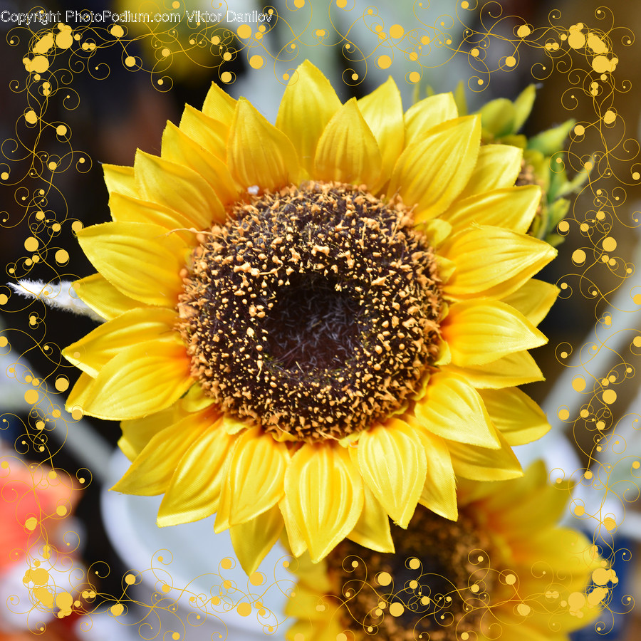 Plant, Flower, Blossom, Sunflower