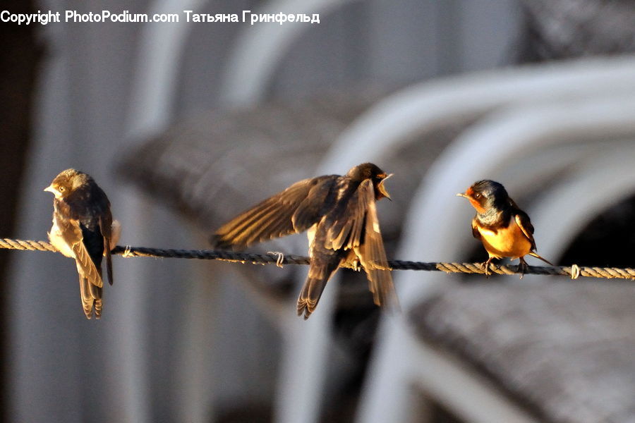 Bird, Swallow, Sparrow, Accipiter, Blackbird, Bee Eater, Head