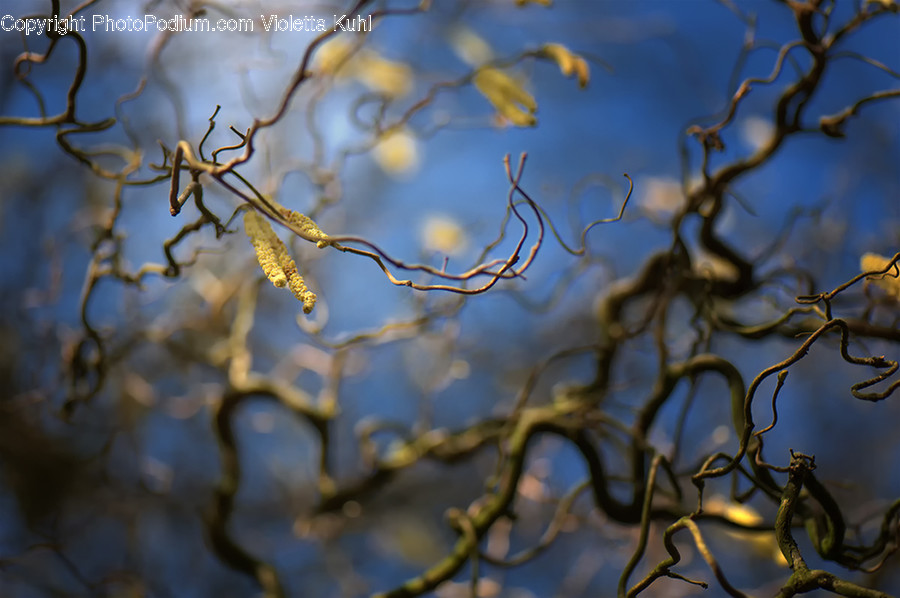 Plant, Tree, Animal, Bird, Spider