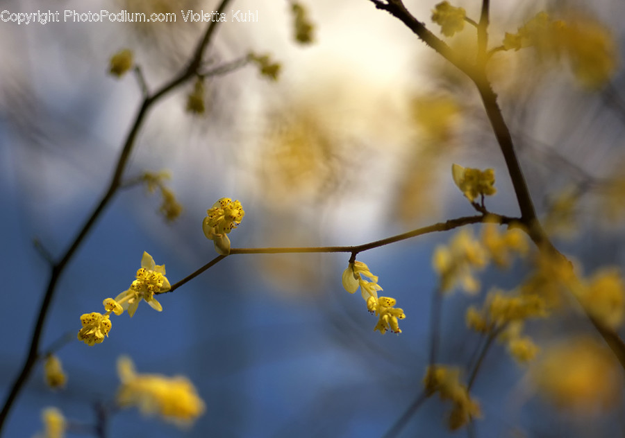 Plant, Pollen, Flower, Blossom, Petal