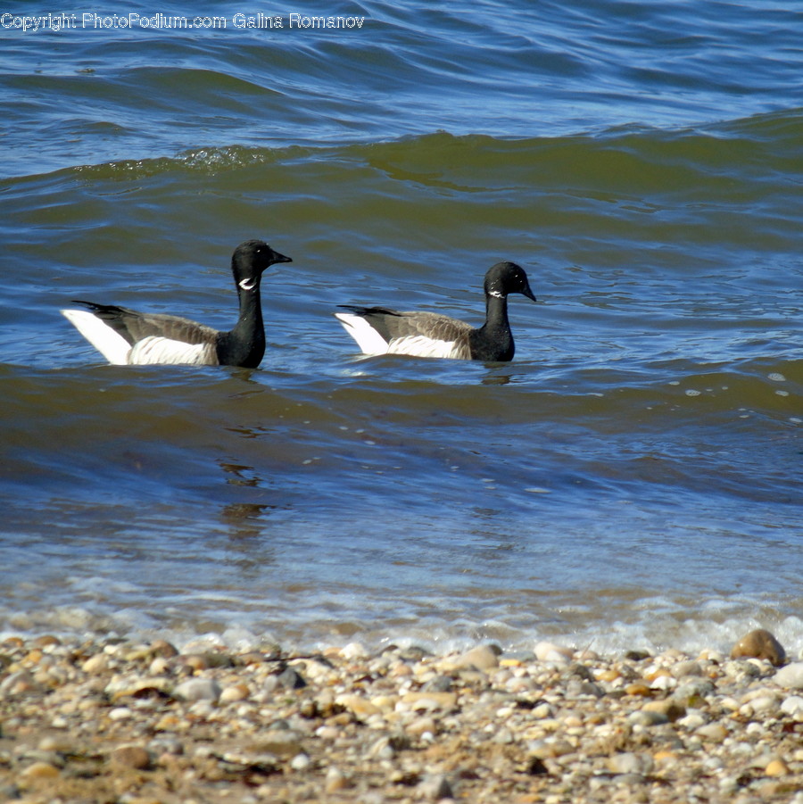 Animal, Bird, Goose, Waterfowl, Duck
