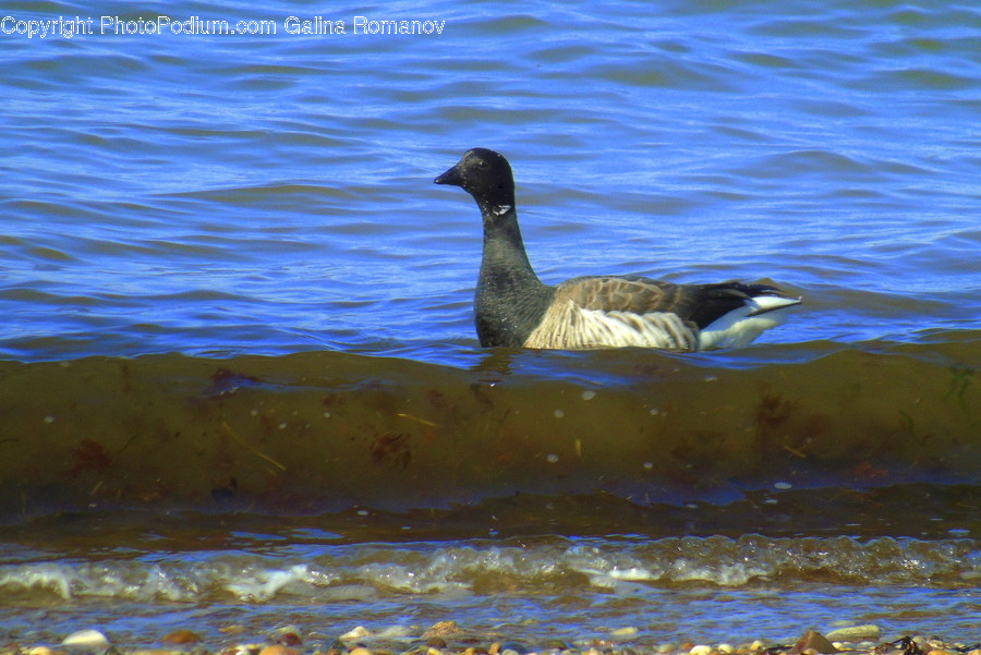 Animal, Bird, Goose, Waterfowl, Duck