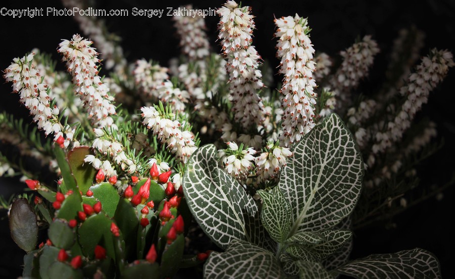 Plant, Flower, Blossom, Fruit, Food