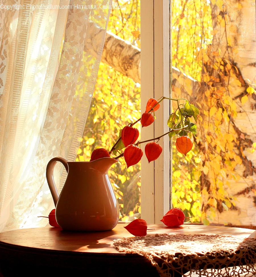 Plant, Flower, Blossom, Home Decor, Flower Arrangement