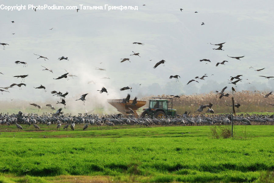 Bird, Crane Bird, Heron, Flock, Flying