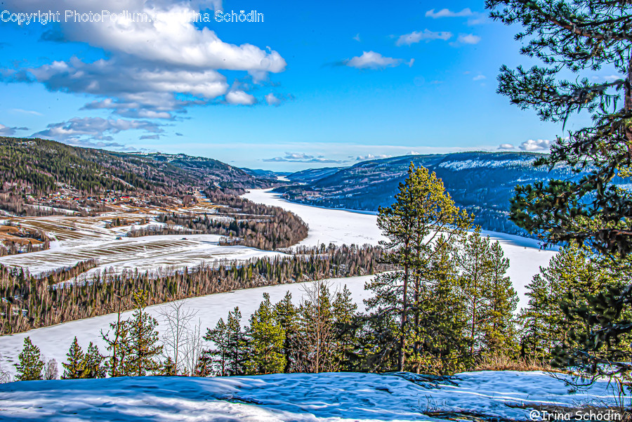 Tree, Plant, Fir, Abies, Nature