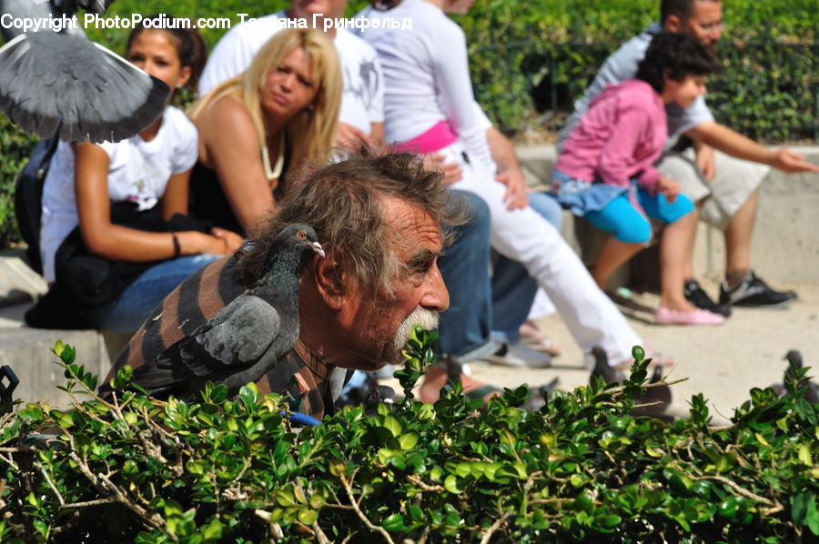 People, Person, Human, Plant, Potted Plant, Bird, Pigeon