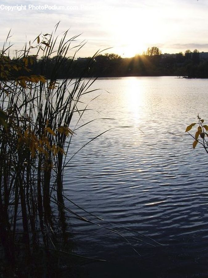 Land, Marsh, Outdoors, Swamp, Water, Ripple, Grass