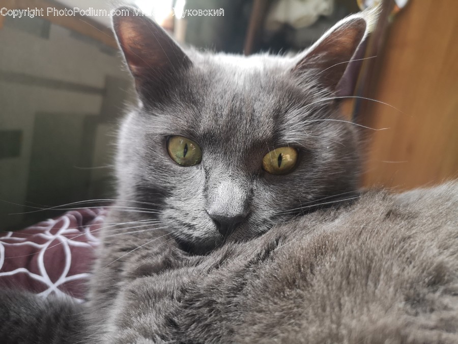 Cat, Pet, Mammal, Animal, Manx