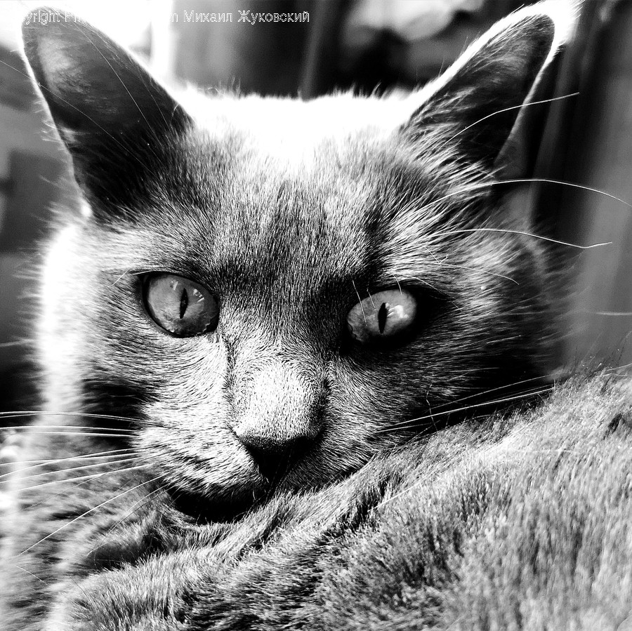 Animal, Mammal, Cat, Pet, Siamese