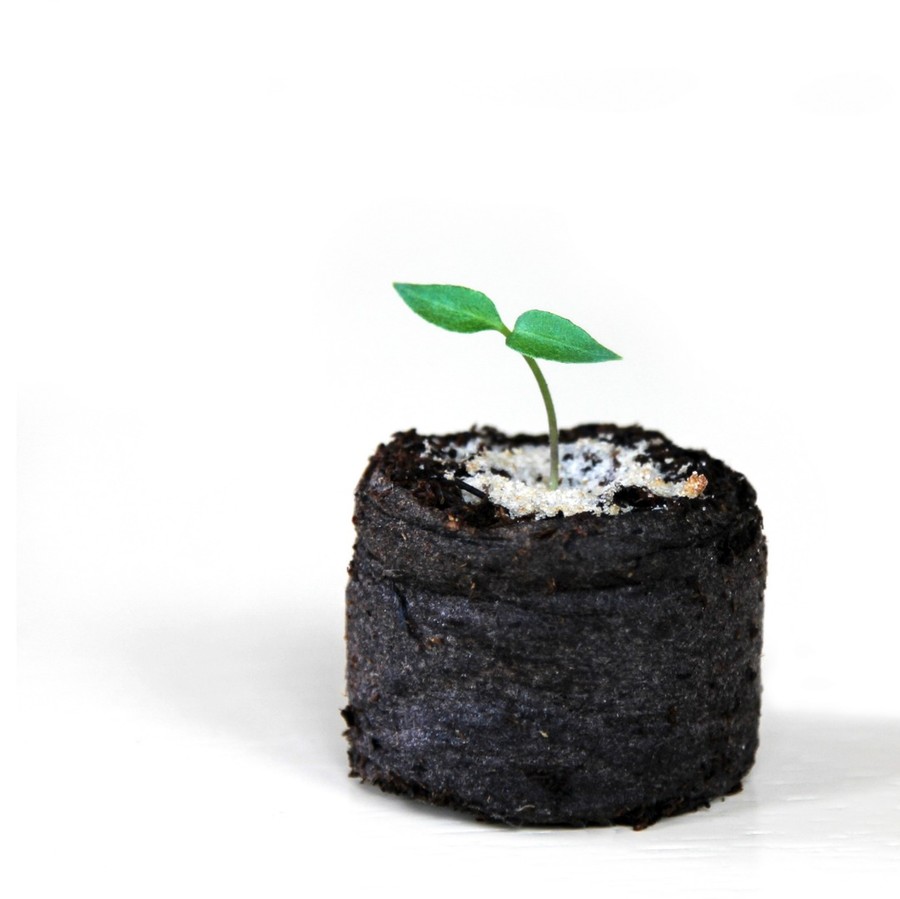 Plant, Leaf, Sprout, Soil