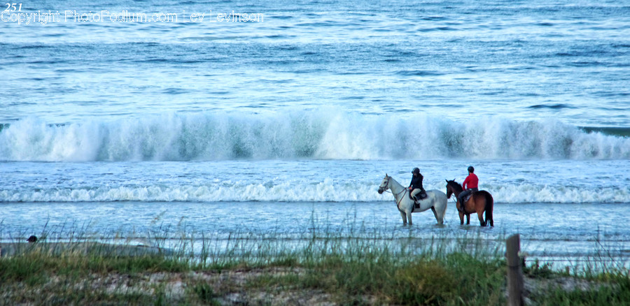 Animal, Mammal, Horse, Person, Human