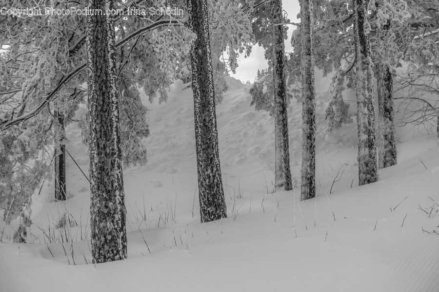 Tree, Plant, Nature, Outdoors, Fir
