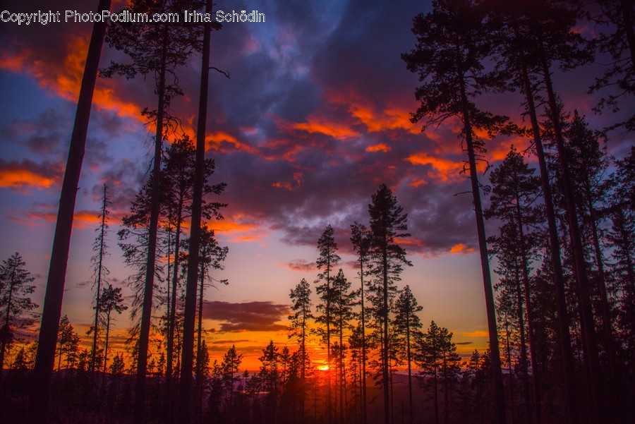 Nature, Outdoors, Plant, Tree, Sunset