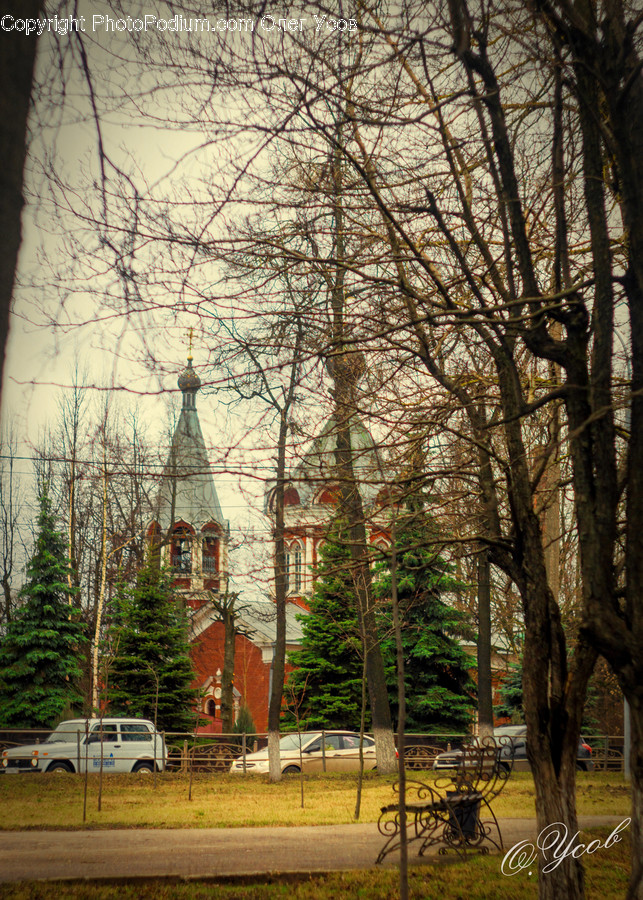 Plant, Tree, Vehicle, Bike, Bicycle