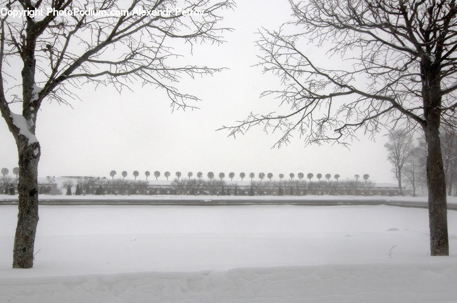 Plant, Tree, Ice, Outdoors, Snow, Oak, Wood