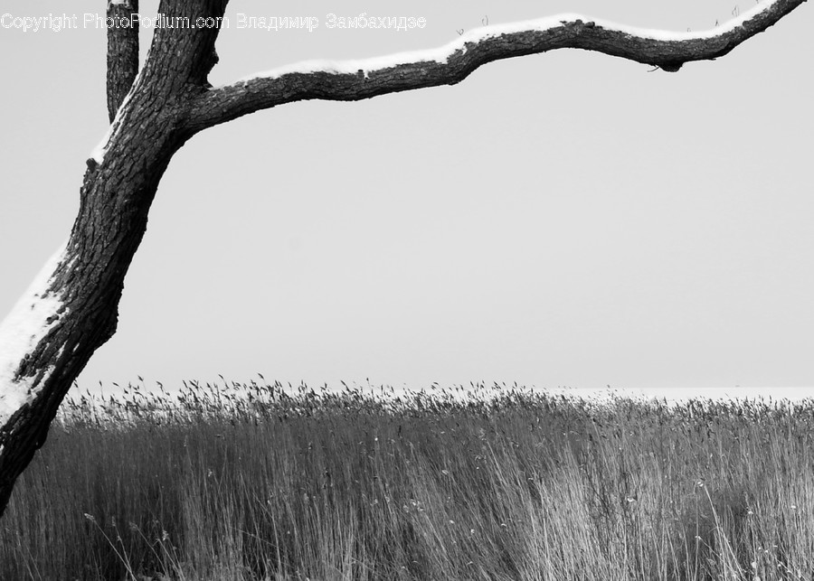 Plant, Grass, Tree, Tree Trunk, Lawn