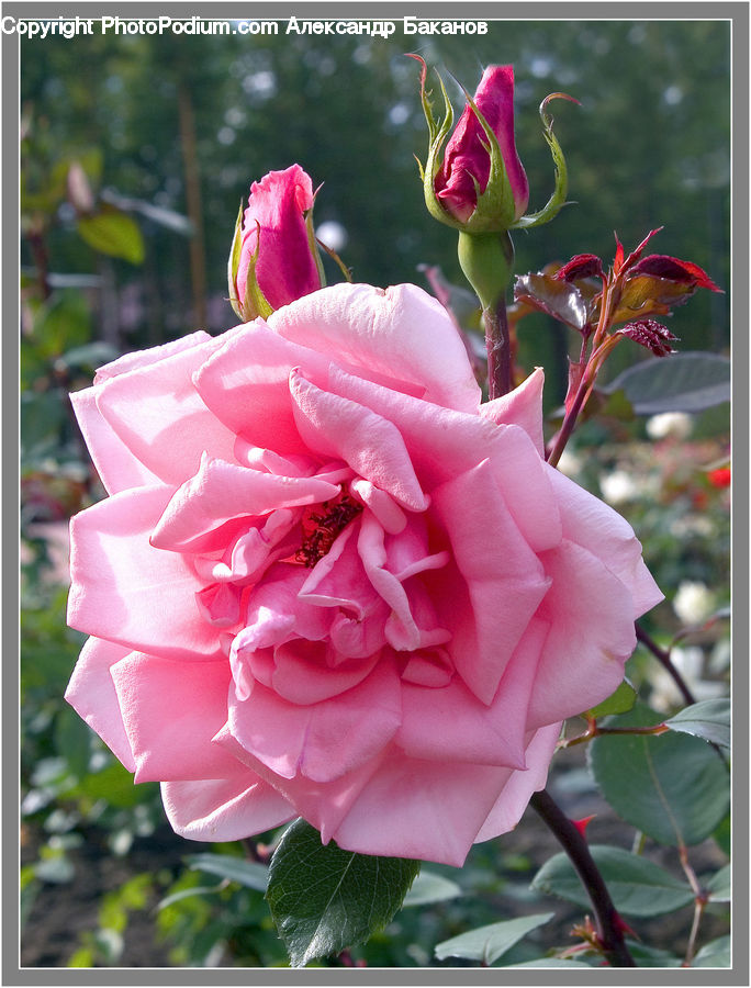 Bud, Plant, Flower, Flower Arrangement, Flower Bouquet, Blossom, Carnation