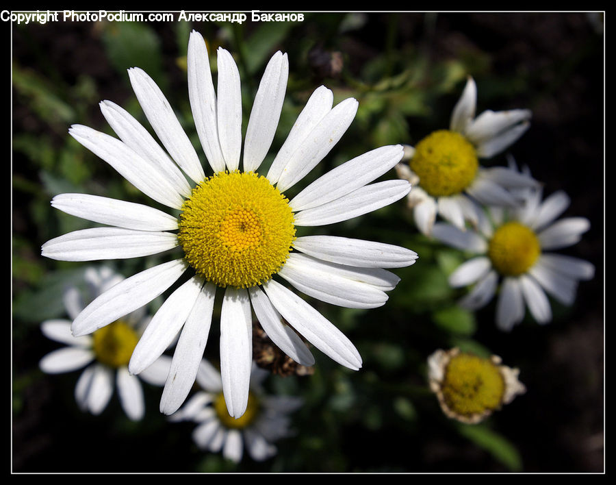 Daisies, Daisy, Flower, Plant, Blossom, Flora, Asteraceae