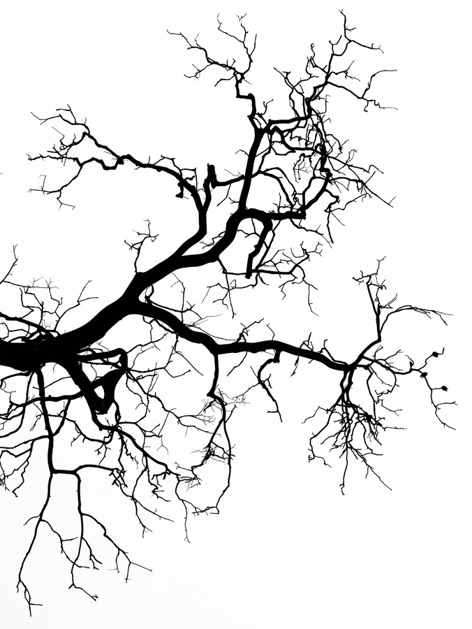 Plant, Tree, Root, Blossom, Flower