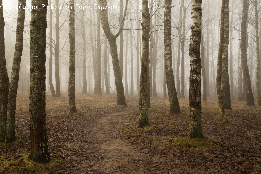 Nature, Weather, Outdoors, Fog, Mist