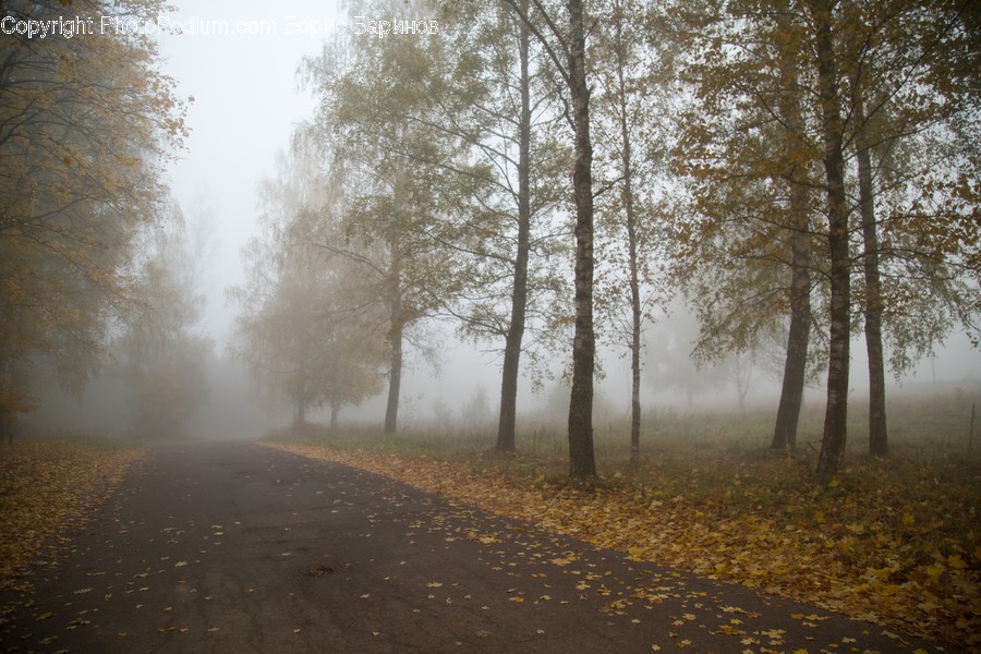 Nature, Weather, Outdoors, Fog, Mist