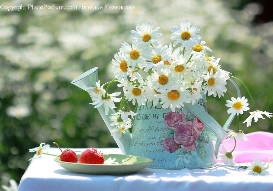 Plant, Daisies, Daisy, Blossom, Flower