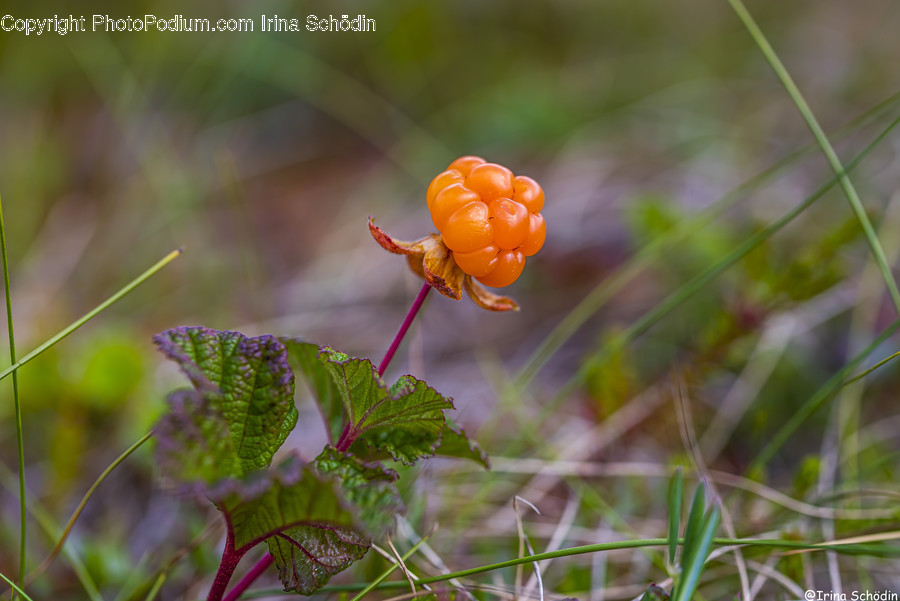 Plant, Blossom, Flower, Moss, Leaf