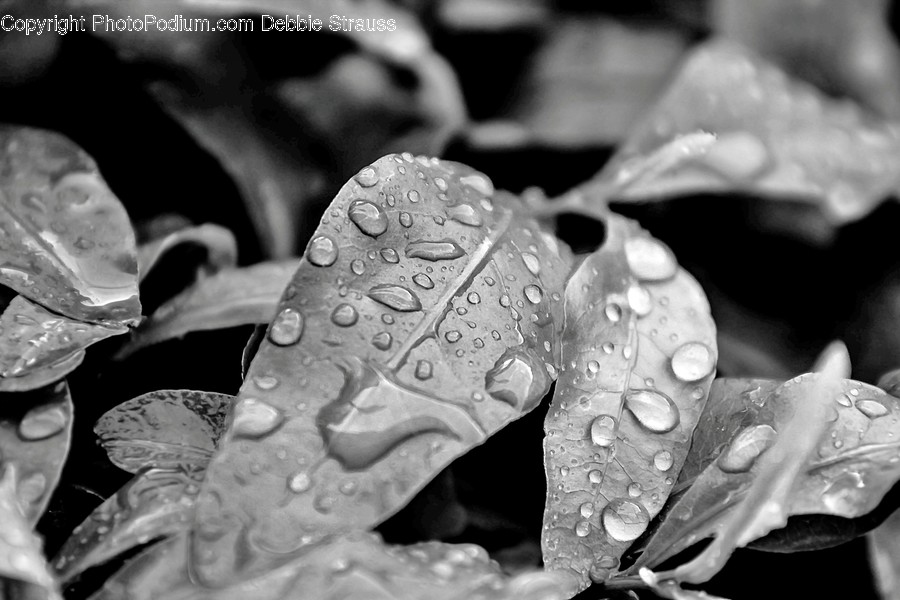 Leaf, Plant, Droplet, Veins, Flower