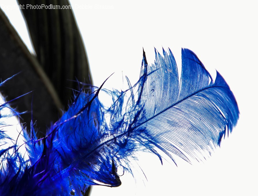 Clothing, Apparel, Purple, Bird, Animal
