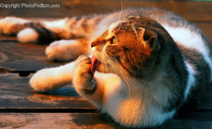 Mammal, Pet, Animal, Cat, Lip