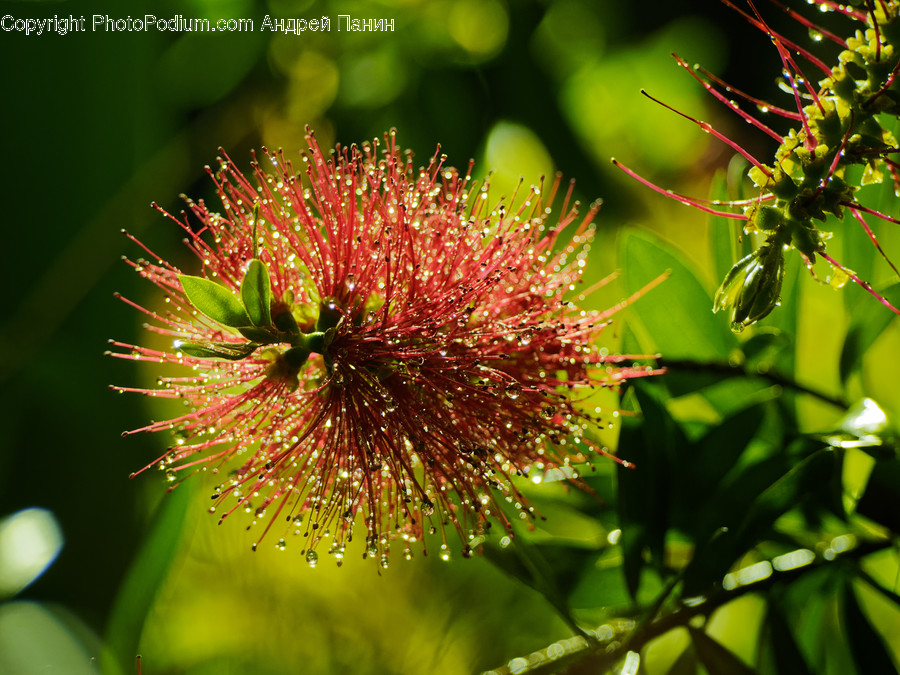 Pollen, Plant, Flower, Blossom, Mimosa