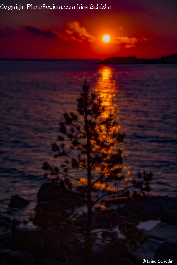 Nature, Outdoors, Plant, Tree, Sunlight