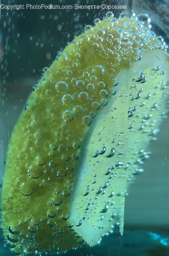 Droplet, Plant, Bubble, Fish, Animal
