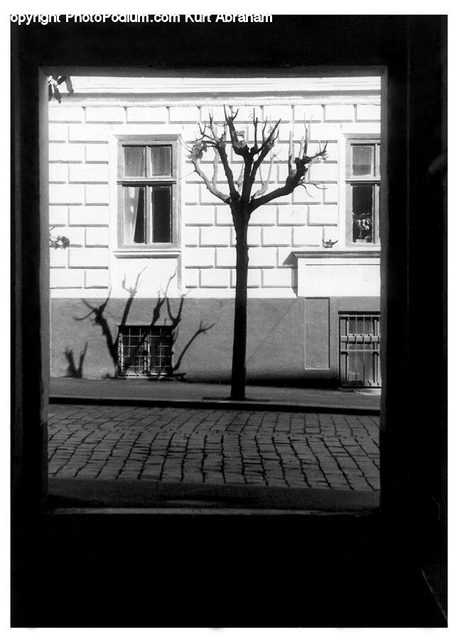 Window, Shopping Cart, Downtown, Neighborhood, Town, Plant, Tree