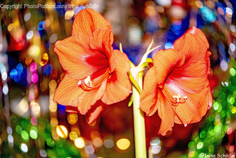 Plant, Flower, Blossom, Geranium, Amaryllis
