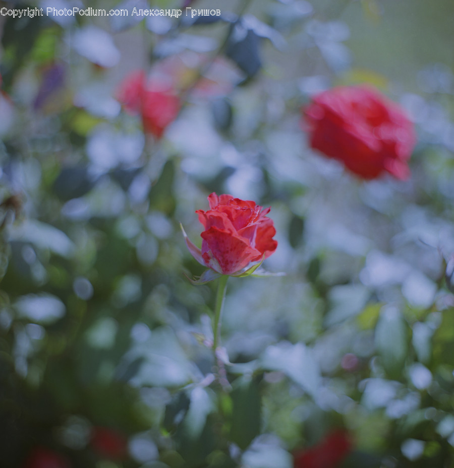 Rose, Plant, Flower, Blossom, Geranium