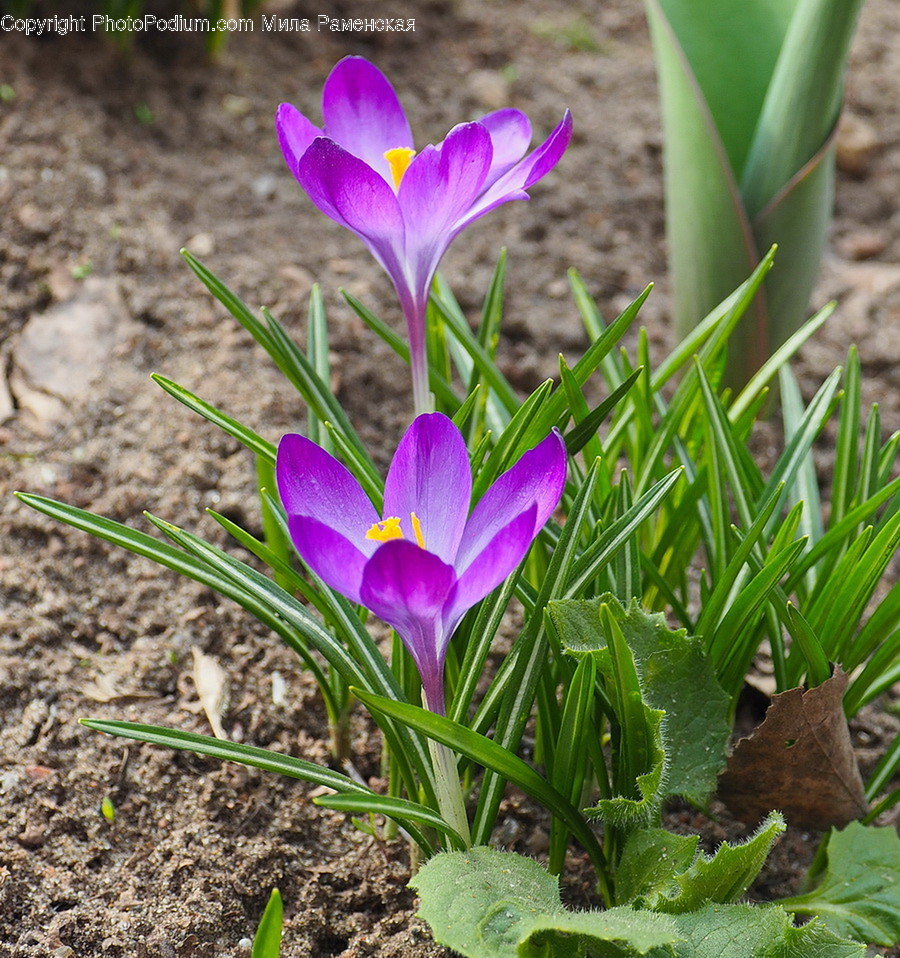 Plant, Flower, Blossom, Crocus, Vegetation