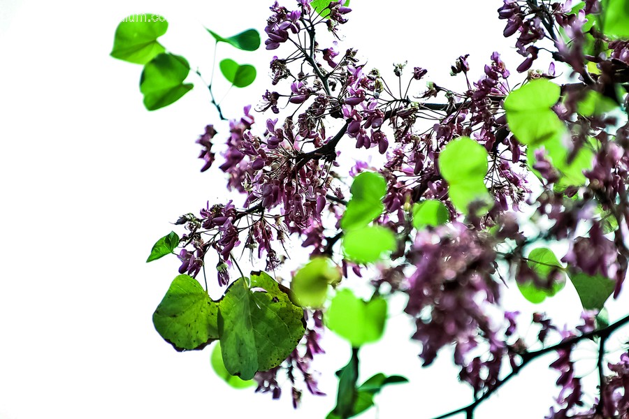 Plant, Flower, Blossom, Lilac